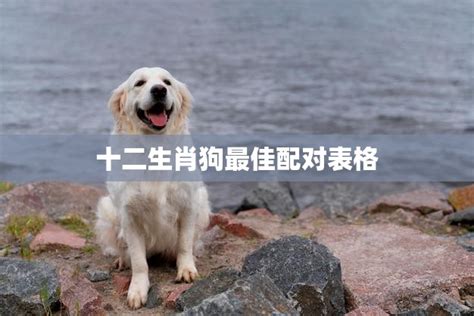 生肖狗配对